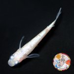 画像2: ピンクローズジュエル MLサイズ 1ペア 〜小野めだかブリード〜 (2)