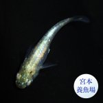 画像2: ゴジラ 1ペア ＭＬサイズ 〜 宮本養魚場ブリード 〜 (2)