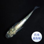 画像1: ゴジラ 1ペア ＭＬサイズ 〜 宮本養魚場ブリード 〜 (1)