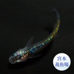 画像3: 宮桜 1ペア ＭＬサイズ 〜 宮本養魚場ブリード 〜 (3)