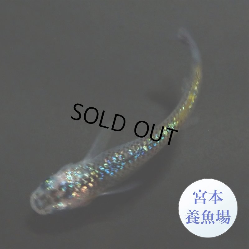 画像3: 宮桜 1ペア ＭＬサイズ 〜 宮本養魚場ブリード 〜 (3)