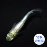 画像3: ゴジラ 1ペア ＭＬサイズ 〜 宮本養魚場ブリード 〜 (3)