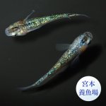 画像2: 宮桜 1ペア ＭＬサイズ 〜 宮本養魚場ブリード 〜 (2)