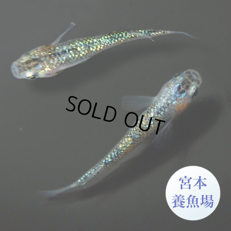 画像2: 宮桜 1ペア ＭＬサイズ 〜 宮本養魚場ブリード 〜 (2)