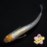 画像3: レッドクリフ紅白 1ペア ＭLサイズ (3)