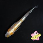 画像1: レッドクリフ紅白 1ペア ＭLサイズ (1)