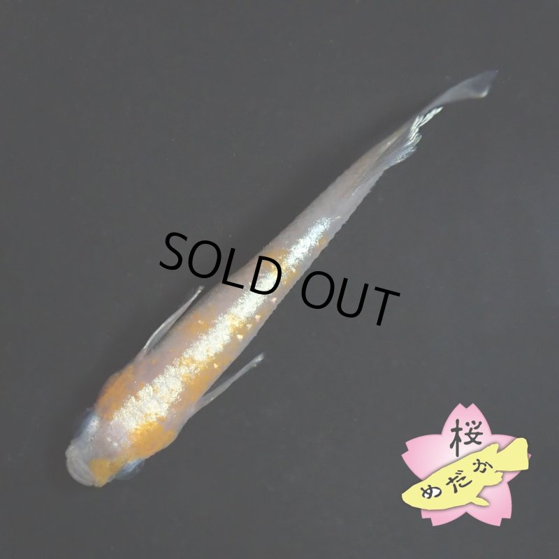 画像1: レッドクリフ紅白 1ペア ＭLサイズ (1)