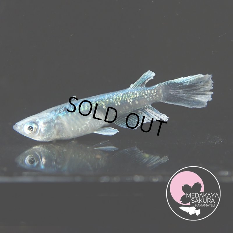 画像2: レーヴ・アースアイ 1ペア МＬサイズ 〜 めだか屋さくらブリード 〜 (2)