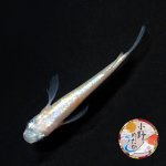 画像1: ピンクローズジュエル MLサイズ 1ペア 〜小野めだかブリード〜 (1)