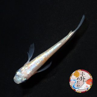 アリエクのススメ 延長戦 | かふぇてらす風夢