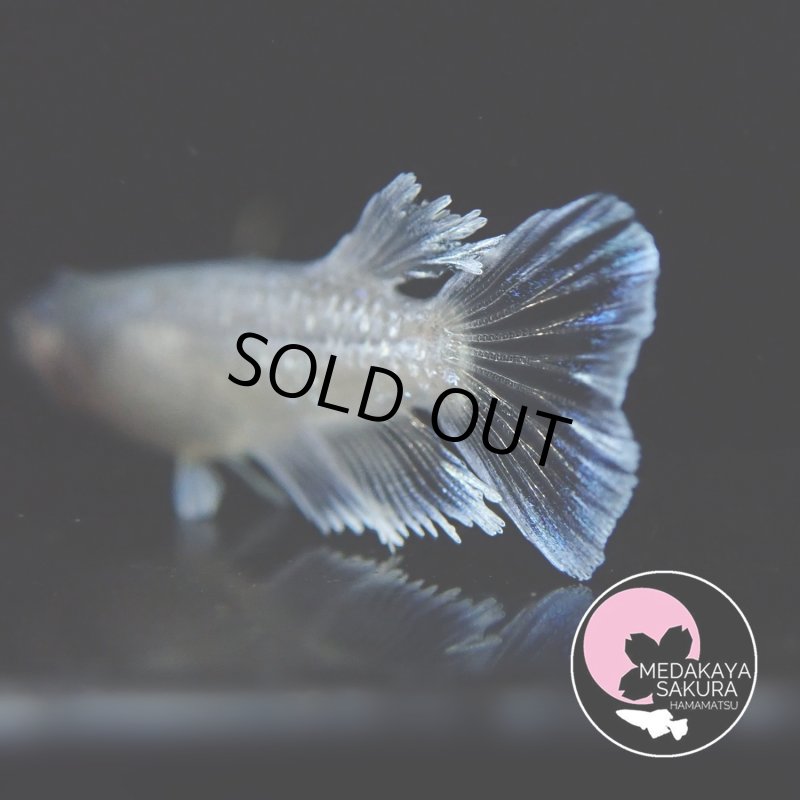 画像4: レーヴ・アースアイ 1ペア МＬサイズ 〜 めだか屋さくらブリード 〜 (4)