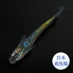 画像4: 宮桜 1ペア ＭＬサイズ 〜 宮本養魚場ブリード 〜 (4)