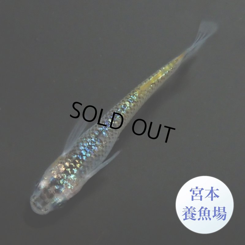 画像4: 宮桜 1ペア ＭＬサイズ 〜 宮本養魚場ブリード 〜 (4)