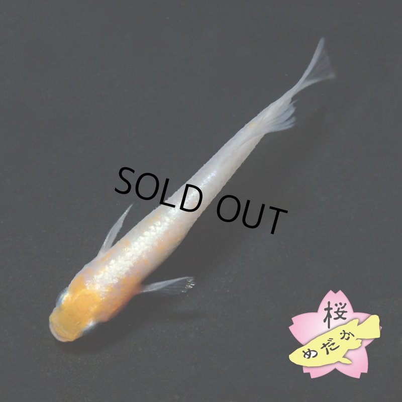 画像2: レッドクリフ紅白 1ペア ＭLサイズ (2)