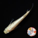 画像3: イエローローズジュエル MLサイズ 1ペア 〜小野めだかブリード〜 (3)