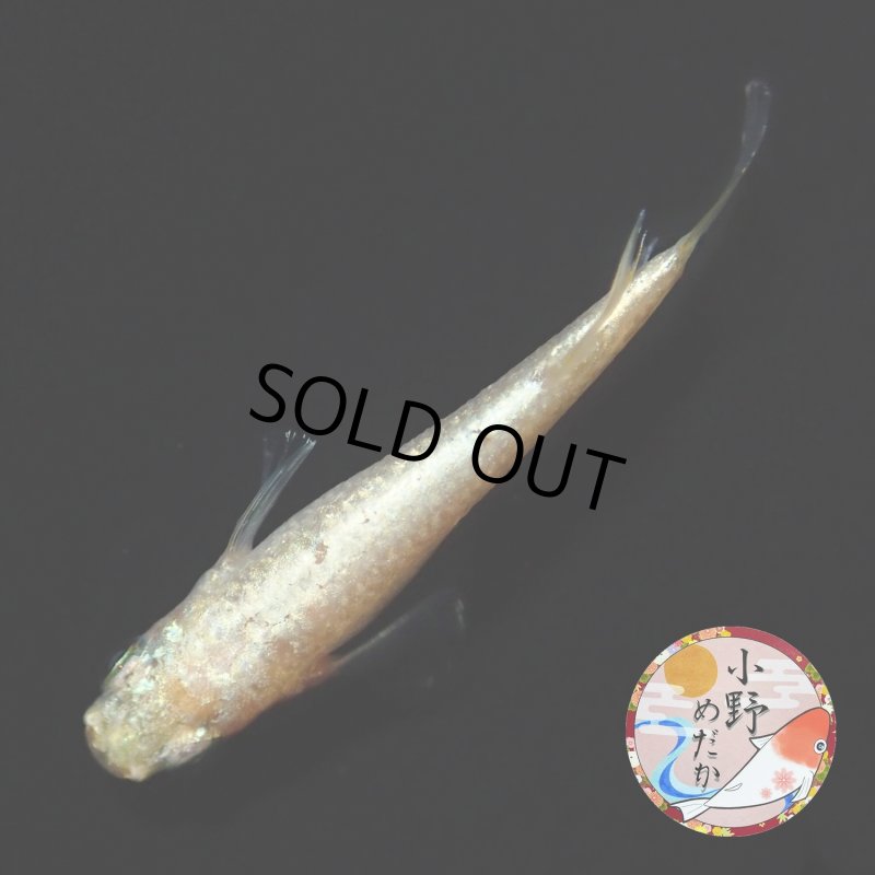 画像3: イエローローズジュエル MLサイズ 1ペア 〜小野めだかブリード〜 (3)