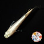 画像2: イエローローズジュエル MLサイズ 1ペア 〜小野めだかブリード〜 (2)