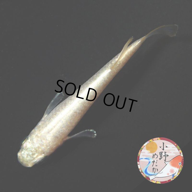 画像2: イエローローズジュエル MLサイズ 1ペア 〜小野めだかブリード〜 (2)