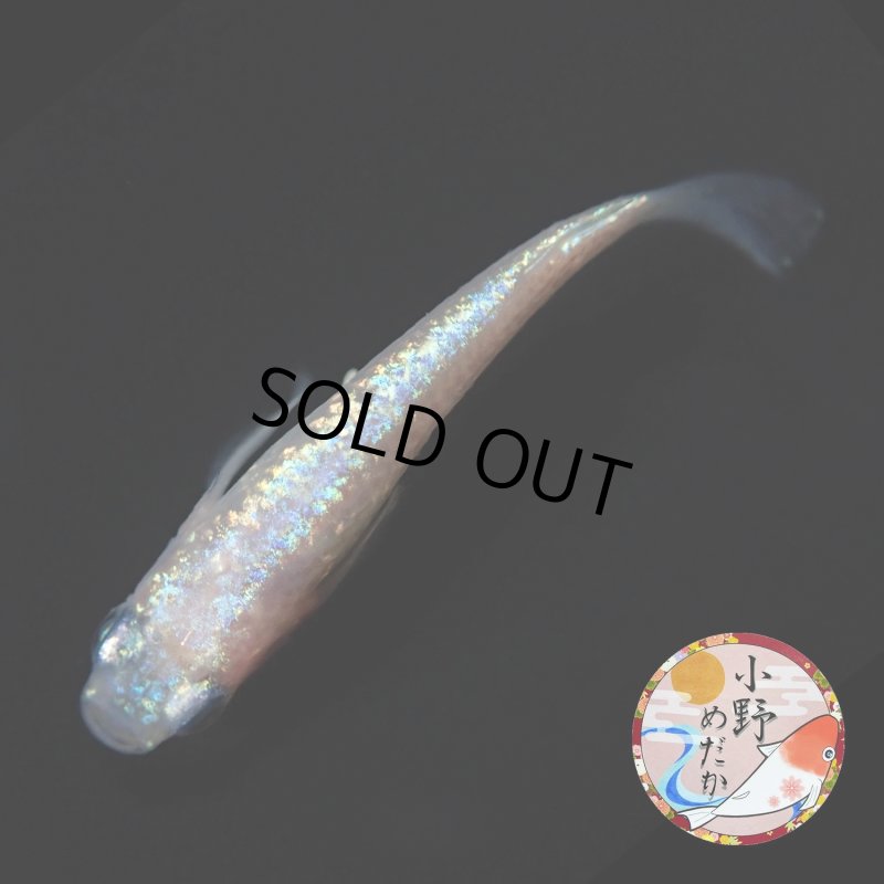 画像3: ピンクローズジュエル MLサイズ 1ペア 〜小野めだかブリード〜 (3)