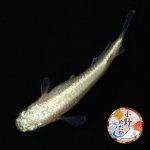 画像1: イエローローズジュエル MLサイズ 1ペア 〜小野めだかブリード〜 (1)