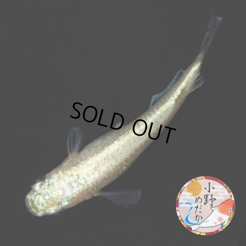 画像1: イエローローズジュエル MLサイズ 1ペア 〜小野めだかブリード〜 (1)