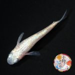 画像1: ピンクローズジュエル MLサイズ 1ペア 〜小野めだかブリード〜 (1)