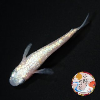 めだかshop 黒幹之 メダカ めだか （Mサイズ） 1ペア / メダカ販売 めだか