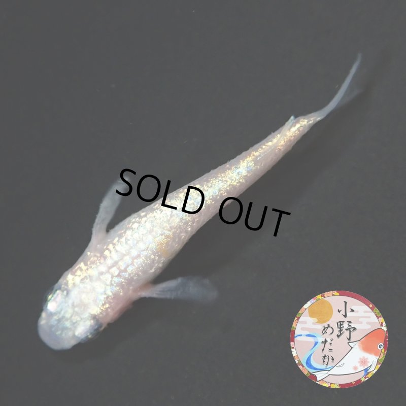 画像1: ピンクローズジュエル MLサイズ 1ペア 〜小野めだかブリード〜 (1)