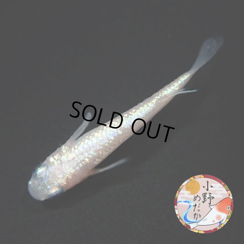 画像2: ピンクローズジュエル MLサイズ 1ペア 〜小野めだかブリード〜 (2)