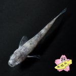 画像2: ホワイトタイガーダイヤ 1ペア Mサイズ (2)