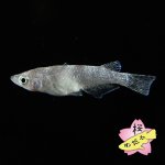 画像5: ホワイトタイガーダイヤ 1ペア Mサイズ (5)