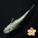 画像1: サボテン 1ペア Mサイズ (1)