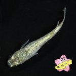 画像4: サボテン 1ペア Mサイズ (4)
