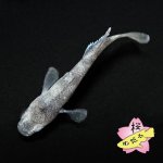 画像3: ホワイトタイガーダイヤ 1ペア Mサイズ (3)
