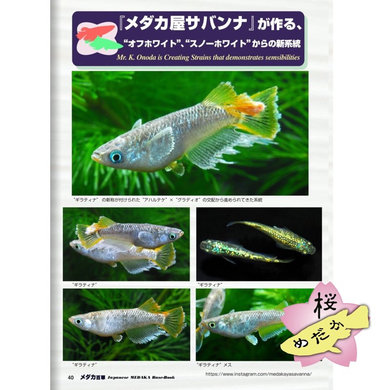 画像6: メダカ百華 Vol.20.5（e-bookダウンロード版） (6)