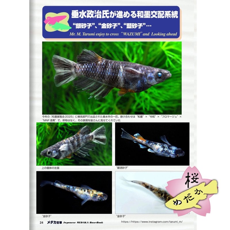 画像4: メダカ百華 Vol.20.5（e-bookダウンロード版） (4)