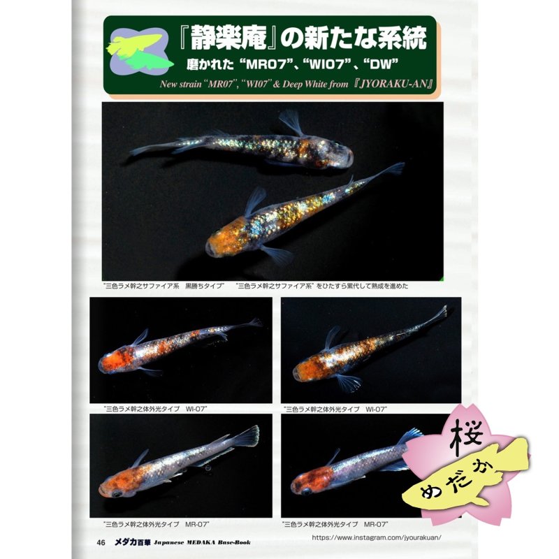 画像7: メダカ百華 Vol.20.5（e-bookダウンロード版） (7)