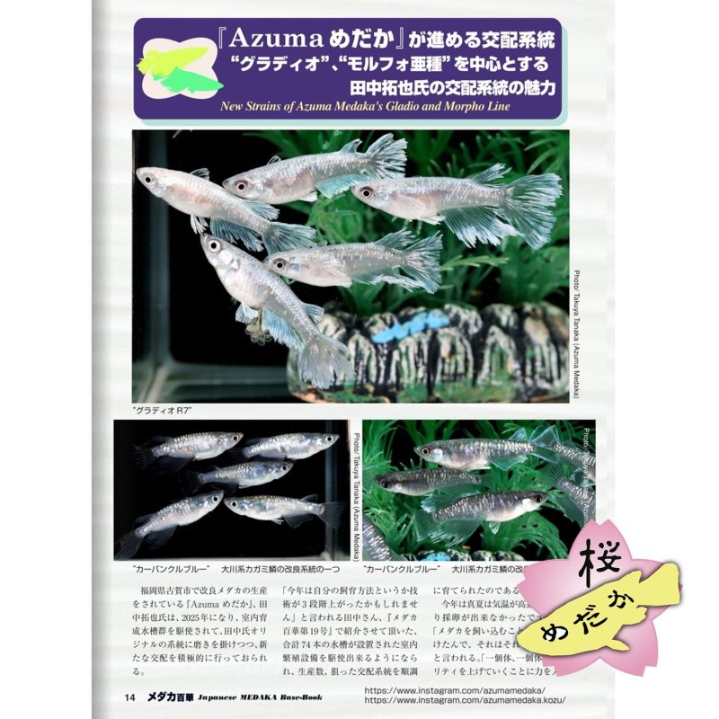 画像3: メダカ百華 Vol.20.5（e-bookダウンロード版） (3)