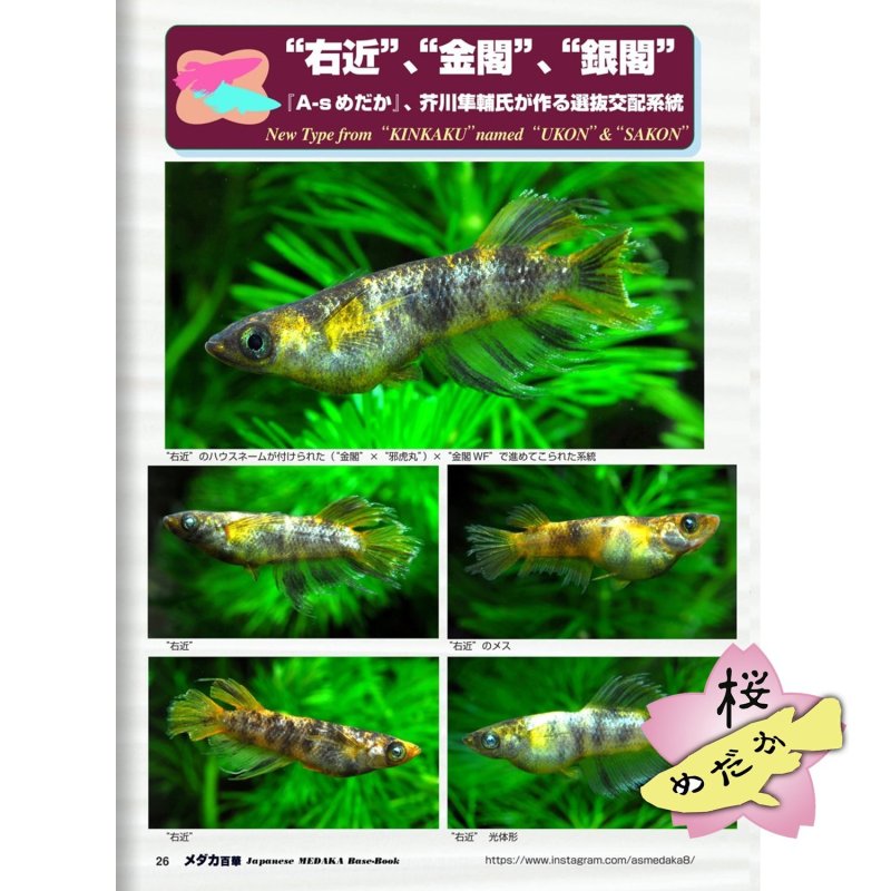 画像5: メダカ百華 Vol.20.5（e-bookダウンロード版） (5)