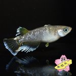 画像8: フロマージュ 1ペア Mサイズ (8)