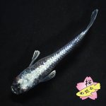 画像6: ミッドナイトフリル 体外光 1ペア Mサイズ (6)