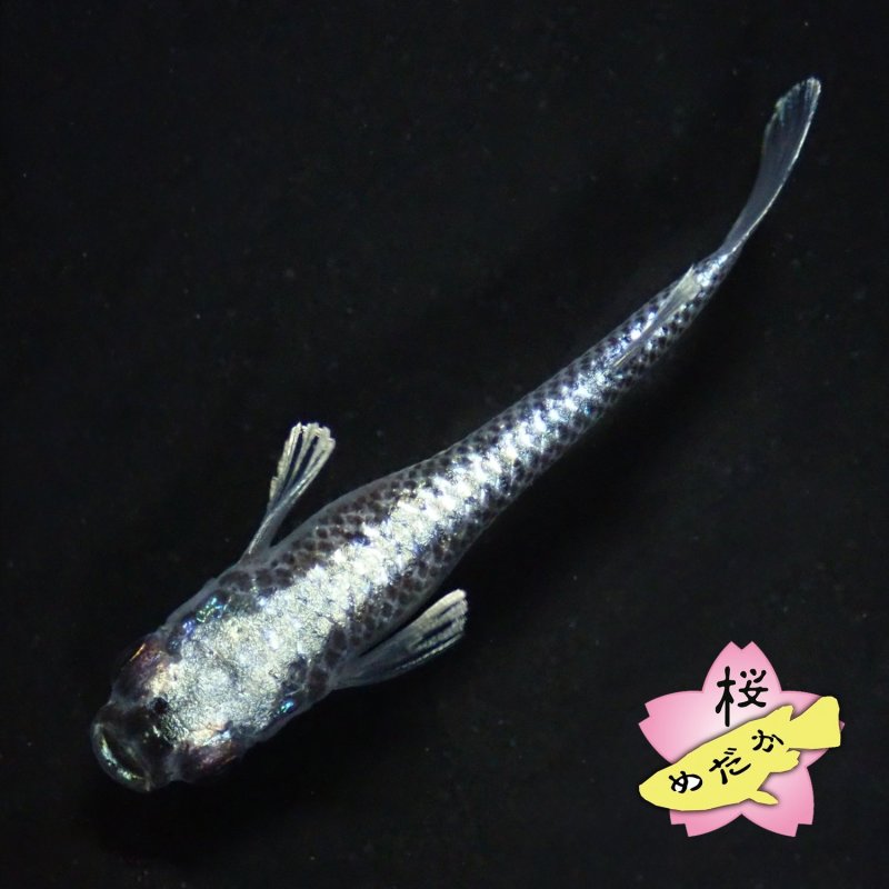 画像6: ミッドナイトフリル 体外光 1ペア Mサイズ (6)