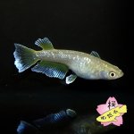 画像4: フロマージュ 1ペア Mサイズ (4)