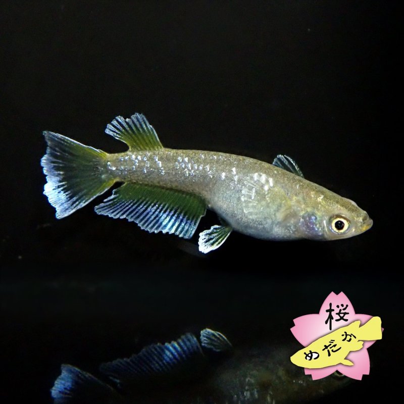 画像4: フロマージュ 1ペア Mサイズ (4)