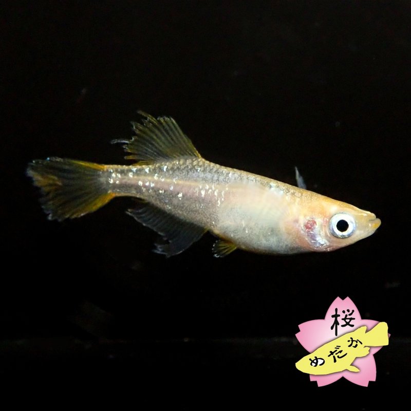 画像3: センコーイエローテイル 1ペア Mサイズ (3)