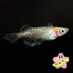 画像6: センコーイエローテイル 1ペア Mサイズ (6)