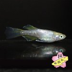 画像3: モネ 1ペア Mサイズ (3)