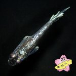 画像5: ミッドナイトフリル 体外光 1ペア Mサイズ (5)