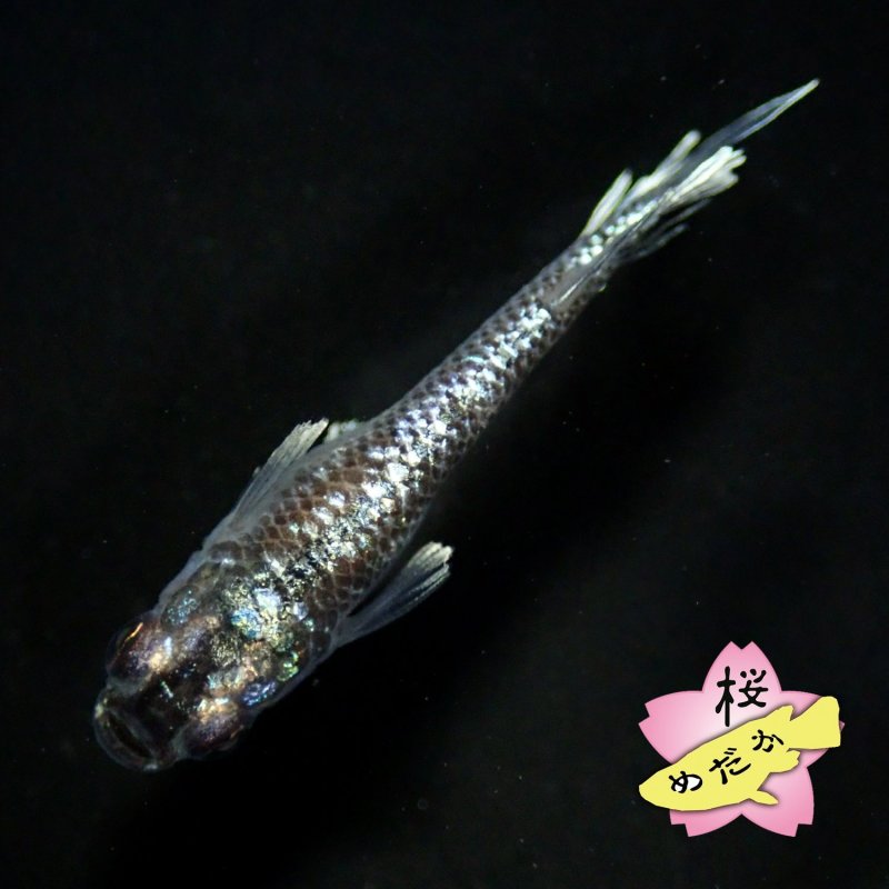 画像5: ミッドナイトフリル 体外光 1ペア Mサイズ (5)