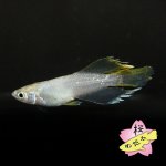 画像2: モネ 1ペア Mサイズ (2)